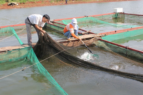 Người dân nuôi cá lồng bè trên lòng hồ Ea Kao.