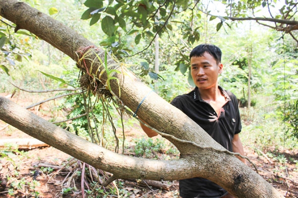 Cấy lan rừng lên thân cây làm đa dạng hệ sinh thái khu vườn của anh Vũ Mạnh Đường (huyện Krông Ana). 