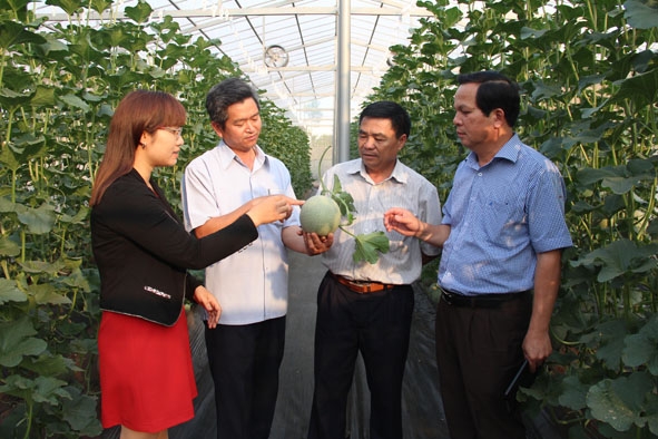           Chủ tịch UBND huyện Cư M'gar Trương Văn Chỉ (bìa phải)  tham quan  mô hình  trồng dưa lưới công nghệ cao trên địa bàn.   Ảnh: Hồng Chuyên