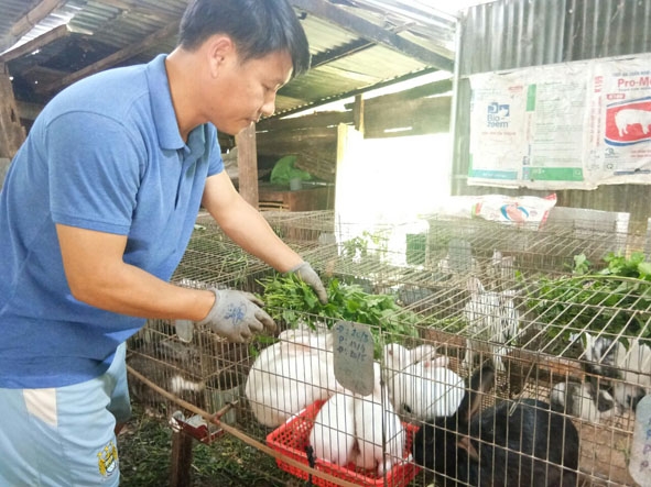 Anh Dương chăm sóc đàn thỏ của gia đình. 