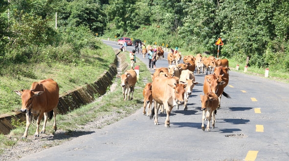 Chăn nuôi bò theo quy mô nông hộ trên địa bàn huyện Lắk.