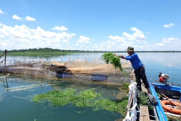 Nuôi cá lồng trên hồ thủy lợi Krông Búk Hạ của HTX nuôi trồng thủy sản Ea Phê. 
