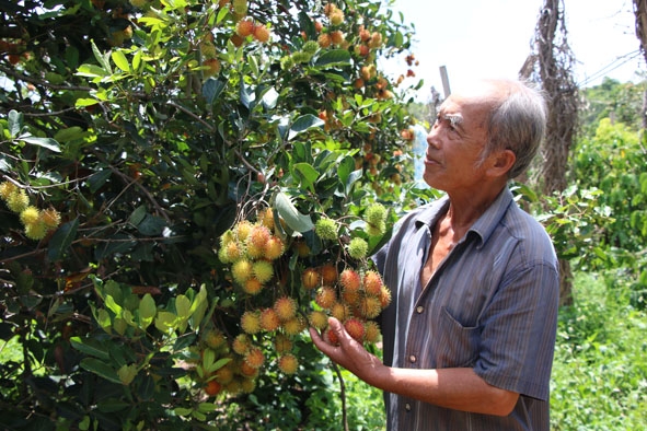 Gia đình ông Lương Văn Ích (thôn 8, xã Cư Mốt) thu nhập khá từ mô hình trồng chôm chôm xen canh cà phê.