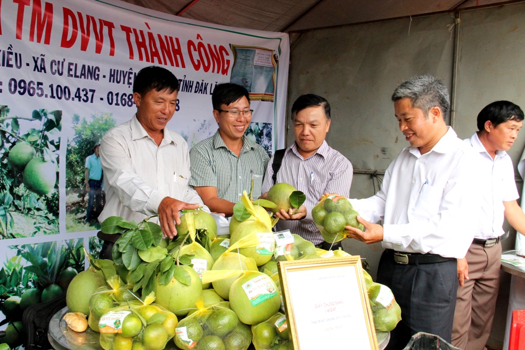 Chủ tịch UBND huyện Ea Kar Nguyễn Văn Hà (bìa phải) tìm hiểu quy trình sản xuất cây ăn quả theo tiêu chuẩn VietGAP của Hợp tác xã Nông nghiệp - Thương mại - Dịch vụ - Vận tải Thành Công.  Ảnh: Nguyễn Xuân