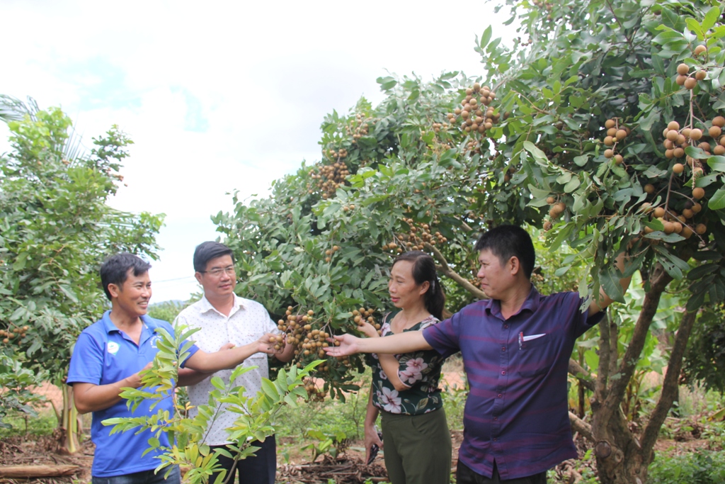Bí thư Huyện ủy Ea Súp Nguyễn Thiên Văn (thứ hai từ trái sang) thăm vườn cây của Hợp tác xã cây ăn trái Vang Thanh. Ảnh: Minh Thông