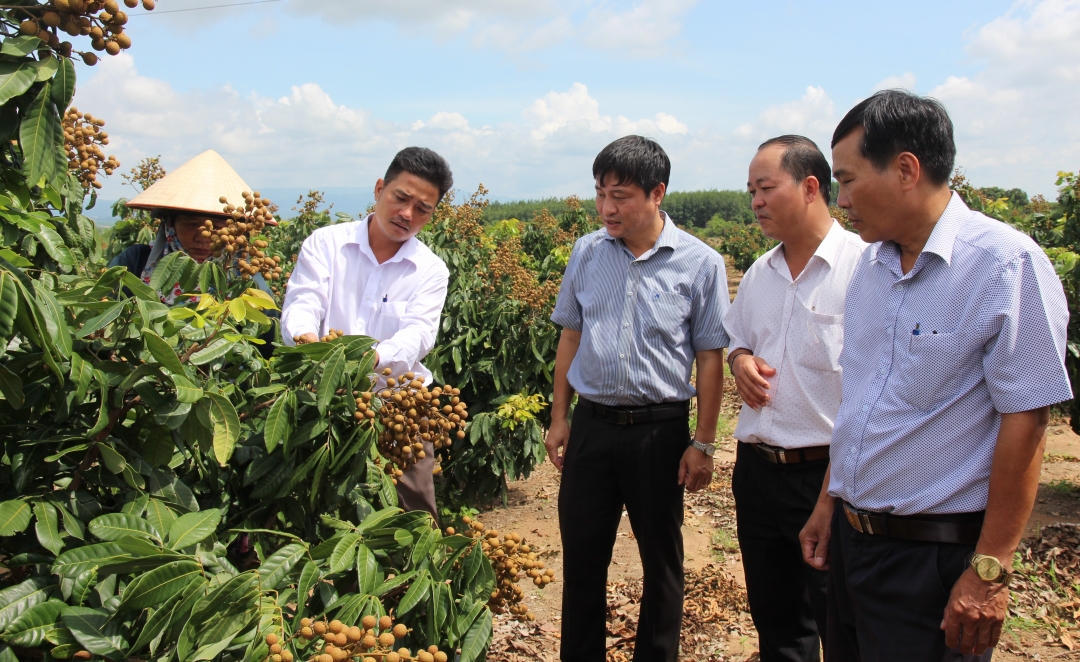 Tỉnh ủy viên, Bí thư Huyện ủy M’Drắk Hồ Duy Thành (thứ ba từ phải sang) cùng đoàn công tác tham quan, khảo sát mô hình trồng nhãn Hương Chi ở xã Ea Pi. Ảnh: Duy Tiến 