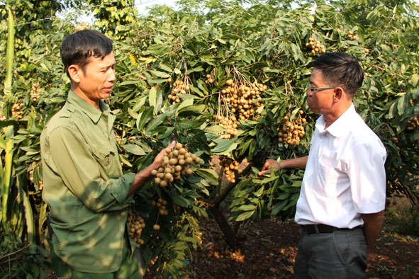 Mô hình trồng nhãn ở xã Ea Hu mang lại thu nhập cao cho người dân.
