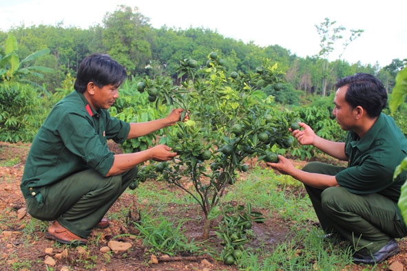 Mô hình xen canh các loại cây ăn trái của cựu chiến binh Trương Minh Vũ (buôn Tiêu A, xã Ea Tir). 