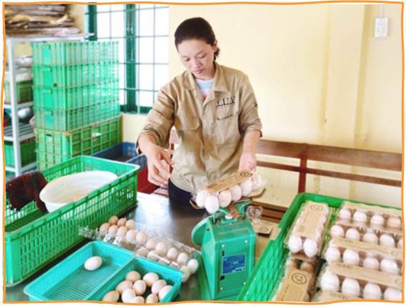 Nhân viên Công ty Liên kết nông dân phân loại trứng để giao cho khách hàng.