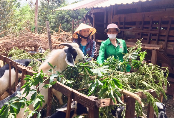 Thành viên Tổ hợp tác liên kết chăn nuôi dê tổ dân phố 8, thị trấn Quảng Phú  chăm sóc đàn dê.   