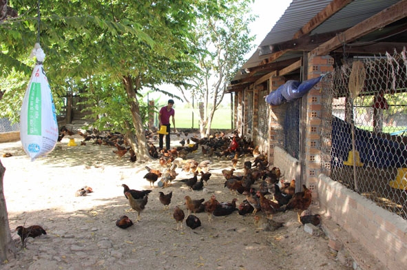 Mô hình nuôi gà thả vườn của gia đình anh Nguyễn Văn Tâm (thôn 10, thị trấn Ea Súp).    