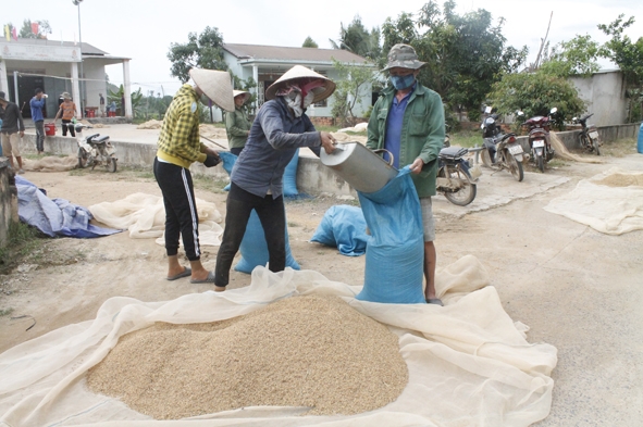 Người dân thôn Mê Linh 2 (xã Buôn Triết) phơi lúa vừa thu hoạch.