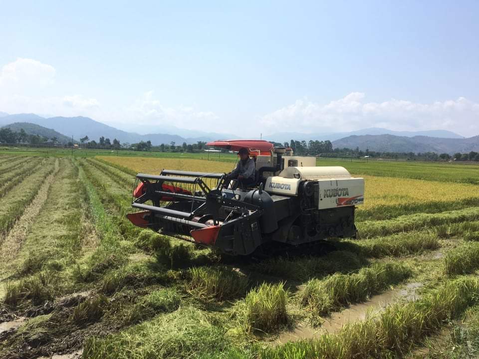 Nông dân xã Đắk Nuê thu hoạch lúa.