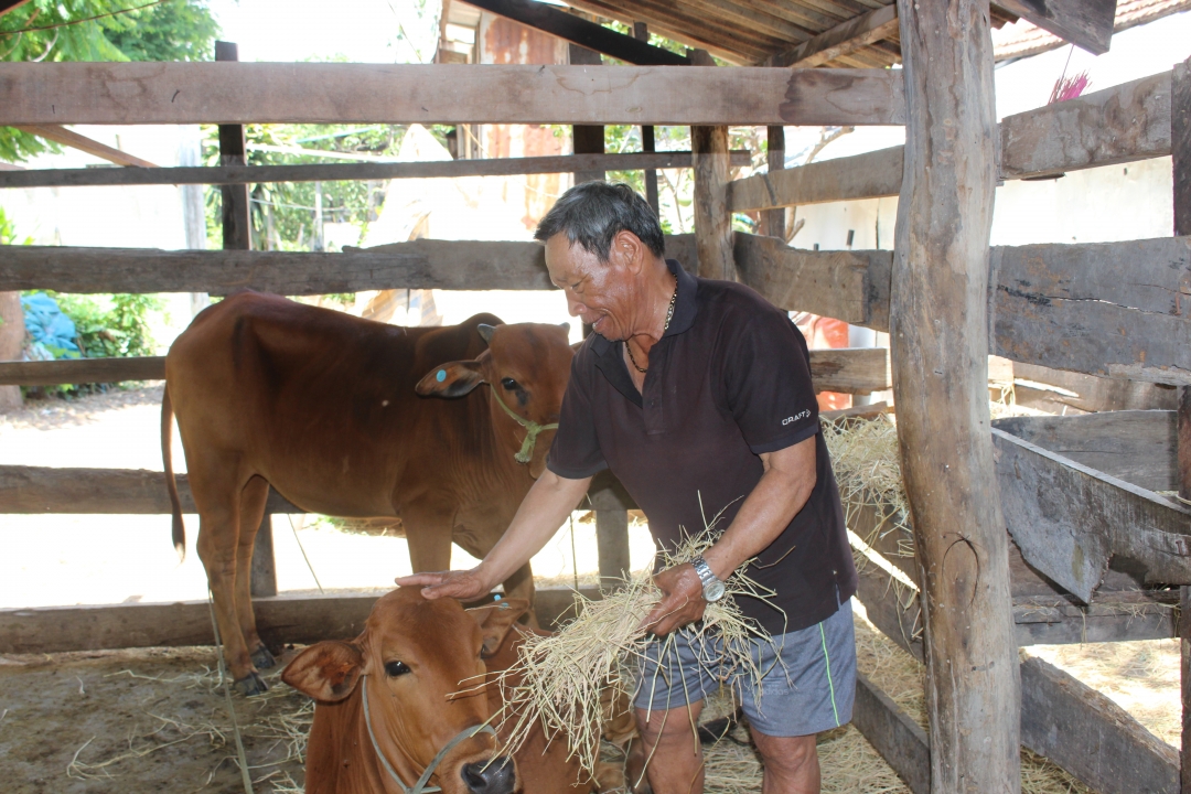 Một hộ dân xã Ea Bung được hỗ trợ vật nuôi trong chương trình giảm nghèo. 