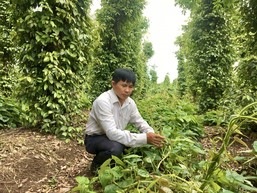 Ông Nguyễn Xuân Chiến thăm mô hình cây hoài sơn trồng xen trong vườn tiêu của người dân.