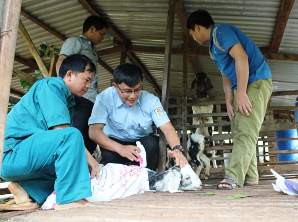 Thầy Mai Văn Chuyền (giữa) trong một lần đi bắt dê giống  tặng học sinh nghèo. 