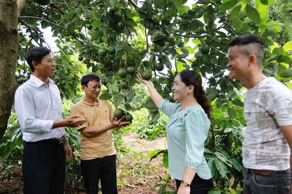 Mô hình trồng bơ xen cà phê cho thu nhập cao của gia đình anh Đậu Văn Thìn ở thôn 8, xã Ea Ktur, huyện Cư Kuin.  