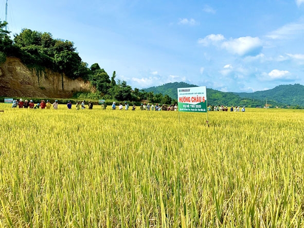 Cánh đồng giống lúa Hương Châu 6 tại xã Buôn Tría, huyện Lắk.  