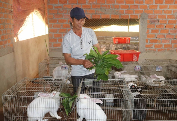 Mô hình chăn nuôi thỏ New Zealand lai của ông Phạm Quang Hinh (buôn Ea Kmar, xã Ea Bhốk).