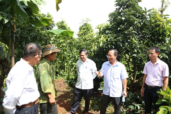 Bí thư Huyện ủy Krông Búk Huỳnh Chiến Thắng (thứ hai từ phải sang) tham quan mô hình sản xuất  của Hợp tác xã dịch vụ nông nghiệp Cư Kpô.   