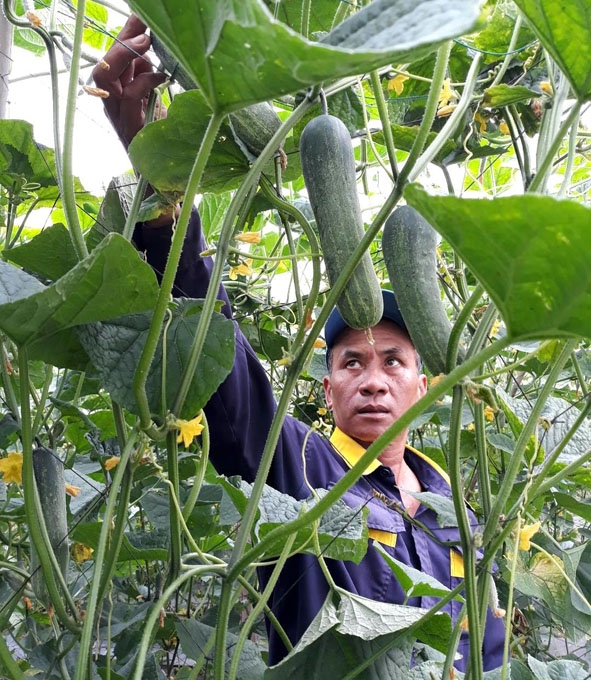 Gia đình hội viên Phạm Minh Tuấn ở thôn 3 (xã Yang Reh) có thu nhập ổn định từ mô hình trồng rau, củ, quả trong nhà lưới.   