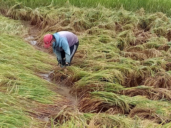Chị Nguyễn Thị Thu Hằng (thôn 2, xã Ea Lê) tranh thủ buộc dựng lại lúa.  