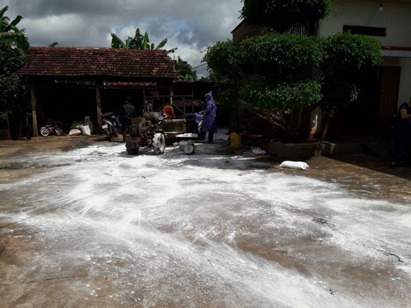 Tiến hành tiêu hủy heo mắc bệnh dịch tả heo châu Phi tại một hộ dân ở thị trấn Ea Pốk, huyện Cư M'gar. 