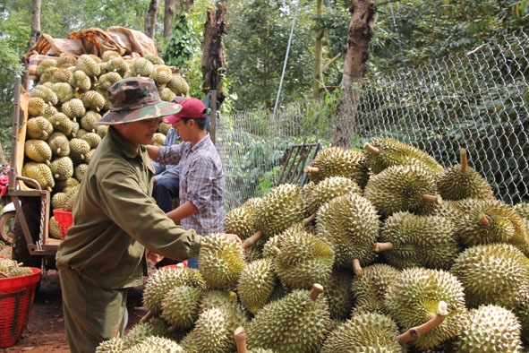 Phát triển cây sầu riêng theo hướng hàng hóa đang là hướng đi trong sản xuất nông nghiệp của tỉnh Đắk Lắk.  