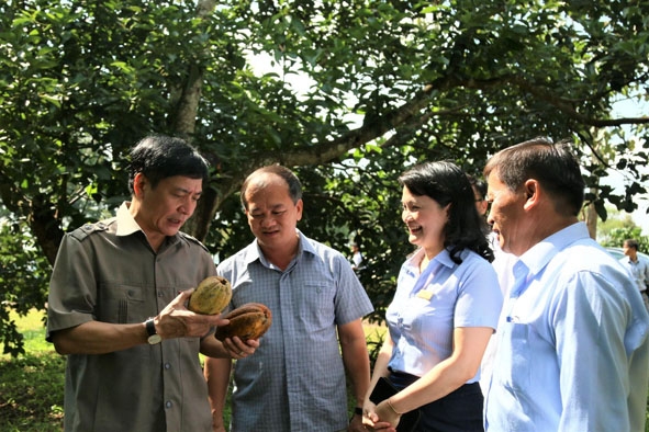 Viện Khoa học - Kỹ thuật nông lâm nghiệp Tây Nguyên giới thiệu sản phẩm trái mắc ca do Viện nhân giống và sản xuất.