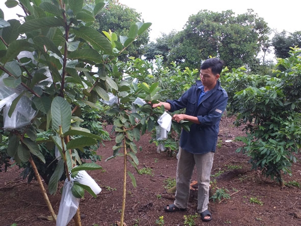 Anh Trần Văn Cao chăm sóc vườn cây của gia đình. 