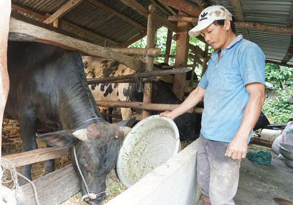 Ông Lê Văn Thụ (thôn 6, xã Khuê Ngọc Điền) đang cho bò ăn cỏ ủ chua.