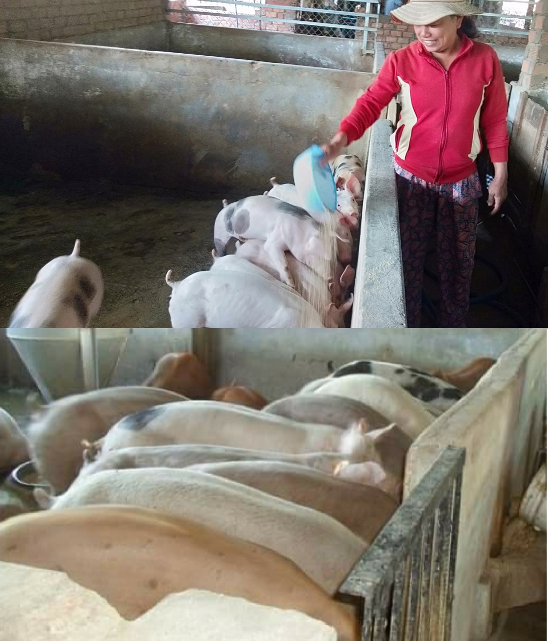 Trang trại  nuôi heo thịt của gia đình chị Huỳnh Thị Lệ.    Ảnh: V.Tăng