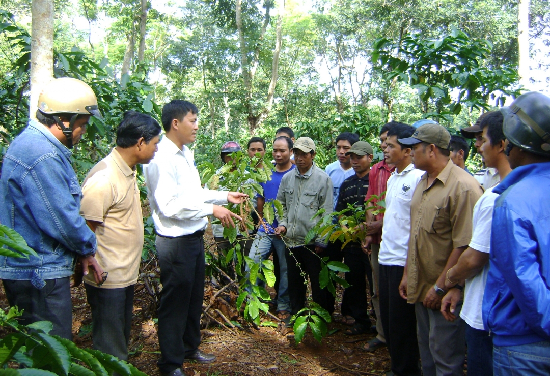 Nông dân xã Cuôr Đăng (huyện Cư M'gar) học nghề trồng và chăm sóc cây cà phê.   Ảnh: Nguyễn Xuân
