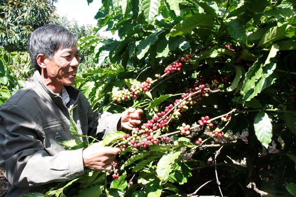 Ông Nguyễn Xuân Tánh ở thôn Quỳnh Tân 2, thị trấn Buôn Trấp vui mừng vì vườn cà phê tái canh bắt đầu cho thu hoạch. 