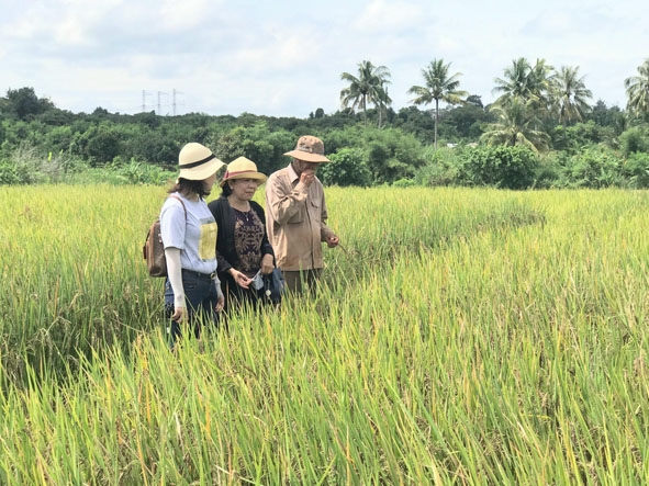 Ruộng lúa canh tác theo hướng hữu cơ tại xã Hòa Xuân, TP. Buôn Ma Thuột. 
