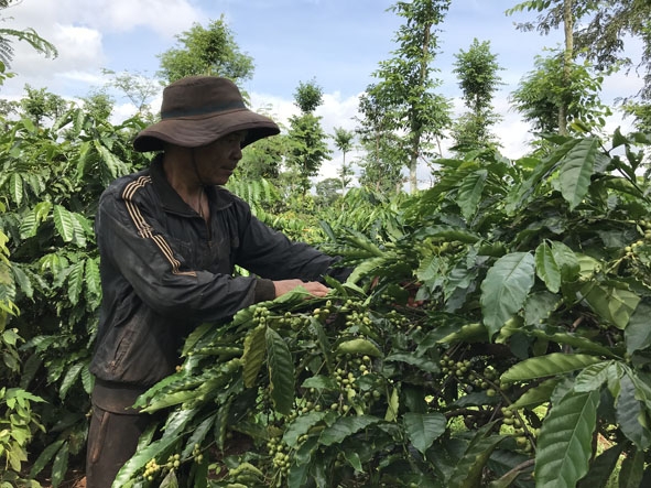 Anh Nguyễn Văn Phụng (thôn Tiến Phú, xã Quảng Tiến) chăm sóc vườn cà phê tái canh của gia đình. 