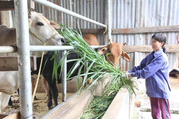 Chị Nguyễn Thị Hồng (xã Cư Bông, huyện Ea Kar) sử dụng vốn chính sách để phát triển chăn nuôi bò. 