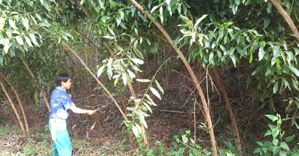 Người dân thôn Cư Dhắt chăm sóc vườn cây keo lai hơn 2 năm tuổi.  