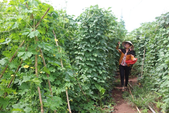 Sản xuất rau an toàn trong nhà lưới ở xã Hòa An (huyện Krông Pắc).