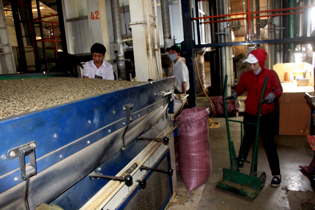 Chế biến cà phê xuất khẩu tại một doanh nghiệp trên địa bàn tỉnh