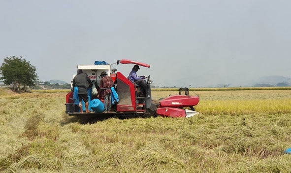 Nông dân xã Bình Hòa (huyện Krông Ana) thu hoạch lúa.