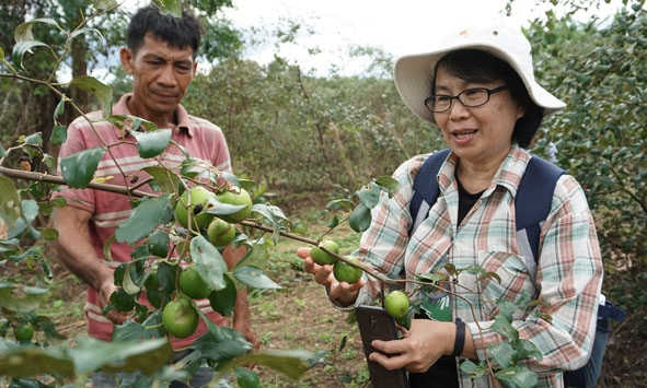 Mô hình trồng táo xanh ở buôn Drăng Phốk (xã Krông Na) vừa đem lại hiệu quả kinh tế, vừa không bị voi phá hoại khi tìm kiếm thức ăn.  