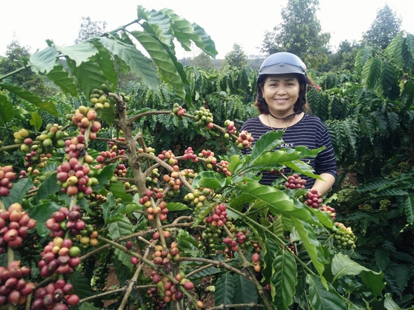  Nhờ áp dụng khoa học kỹ thuật  vào sản xuất, vườn cà phê của chị Lan cho năng suất cao. 