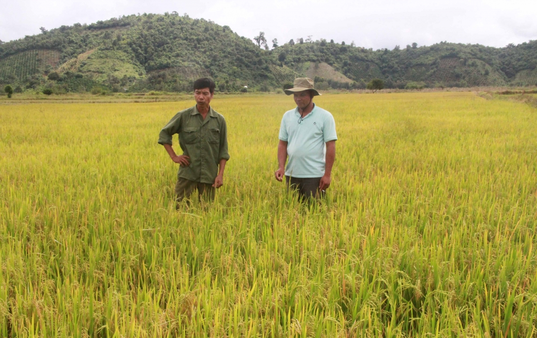 Ông Tào Văn Cấp (bên trái) thăm ruộng lúa của gia đình. 
