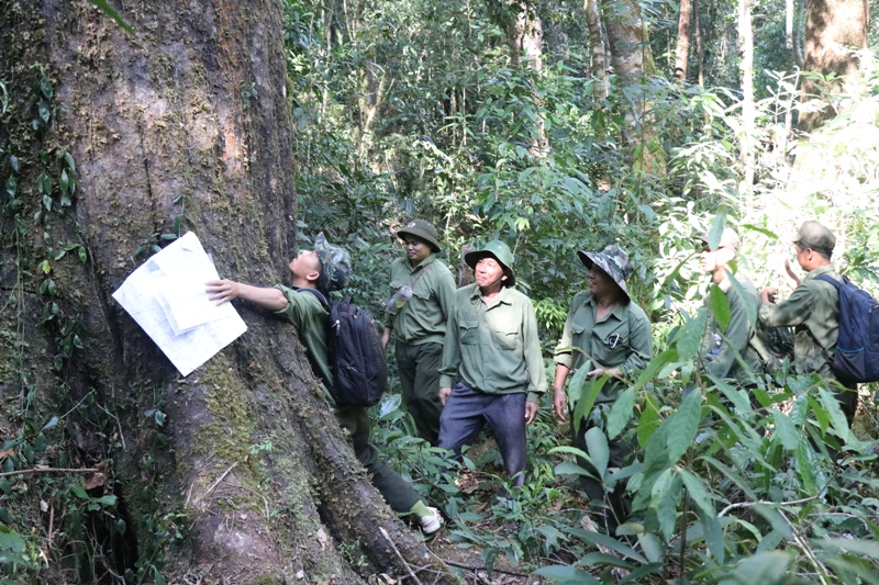 Làm tốt công tác quản lý bảo vệ và phát triển rừng góp phần vào làm giảm biến đổi khí hậu