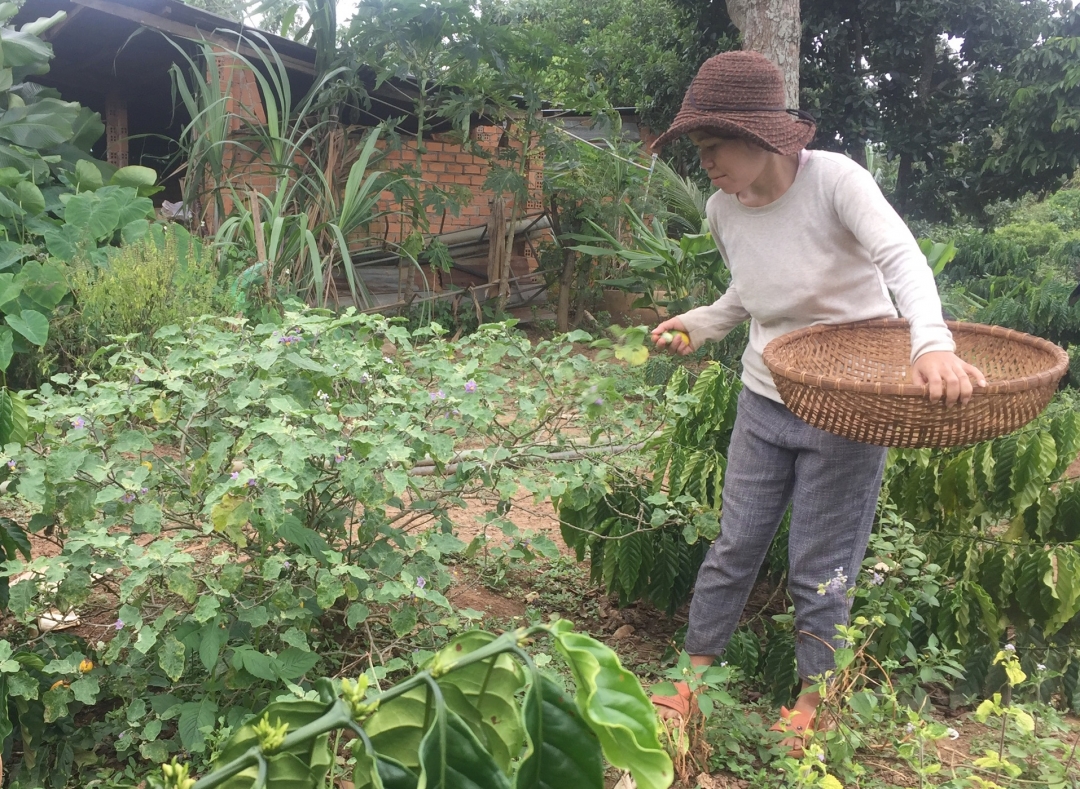 Chị H’Djuen Mdrang trồng xen canh thêm nhiều loại hoa màu trong vườn cà phê gia đình.