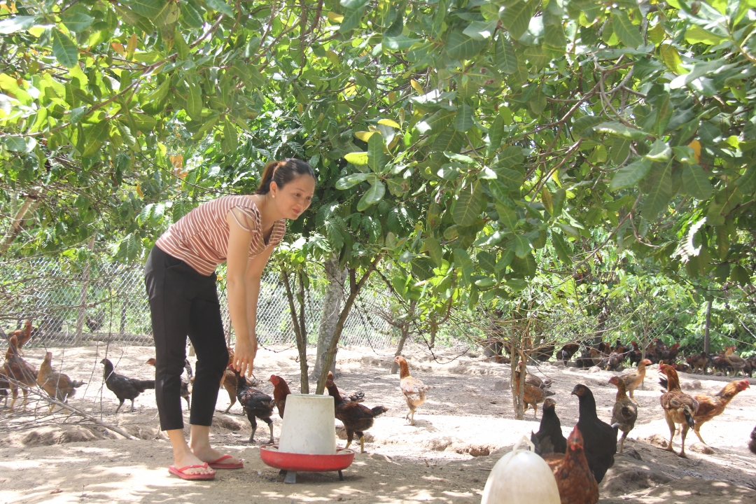 Mô hình nuôi gà thả vườn của chị Đàm Thị Kim Anh, xã Cư Êwi (huyện Cư Kuin). 