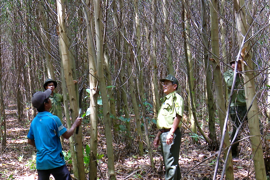 Người dân huyện M’Drắk chăm sóc rừng trồng