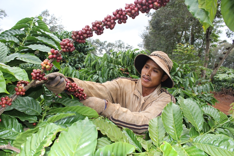Một vườn cà phê của người dân liên kết với doanh nghiệp trên địa bàn huyện Krông Pắc