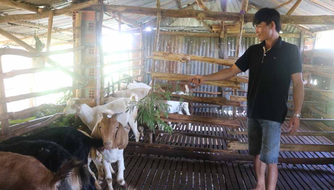 Mô hình nuôi dê luân chuyển do Trạm Khuyến nông huyện Krông Pắc hỗ trợ hộ nghèo tại xã Ea Uy